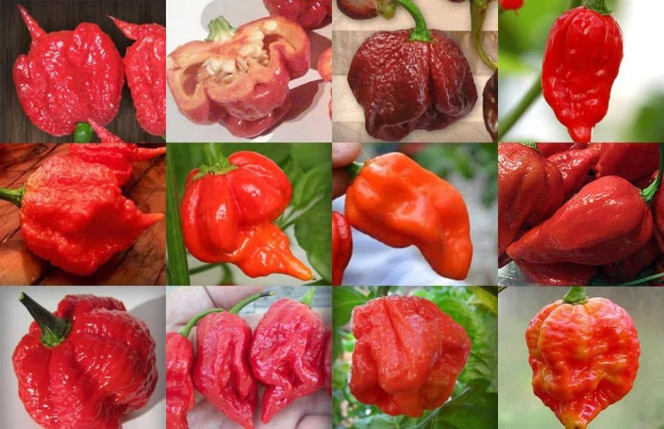 The 6 hottest chillies in the world, which you should be afraid to touch, grow only in India.