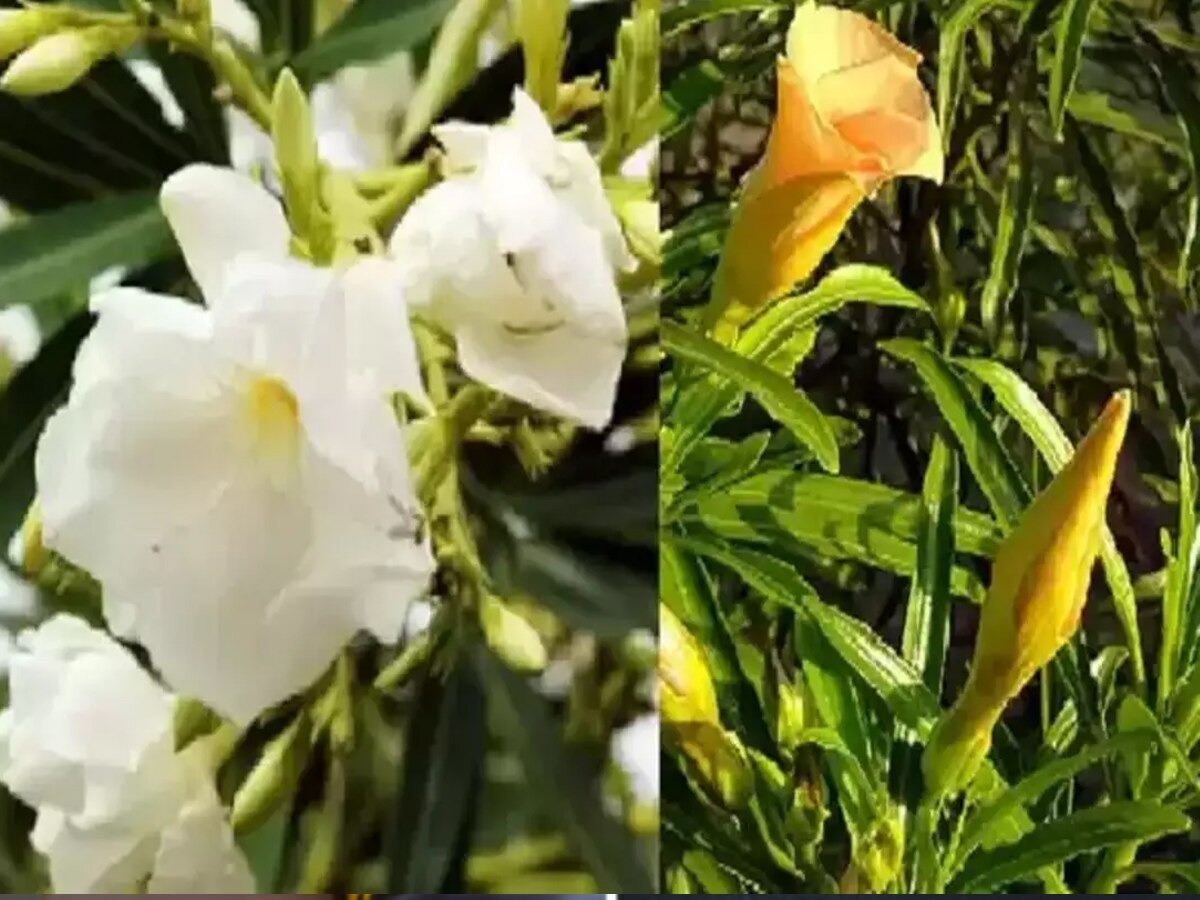 Plant this plant at home, you will get so much money, you will get tired of counting notes!