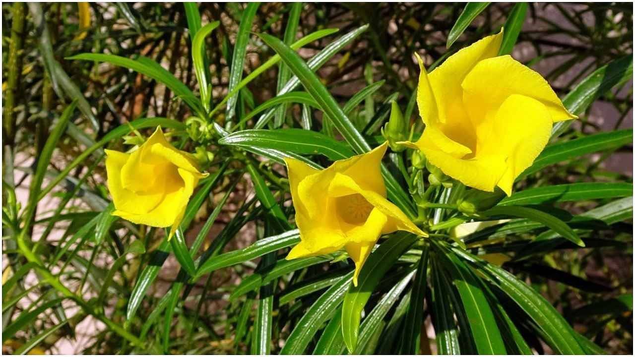 Plant this plant at home, you will get so much money, you will get tired of counting notes!