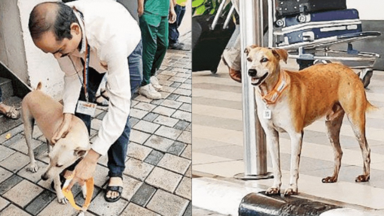 Aadhaar card issued to dogs here, know what is the whole matter?