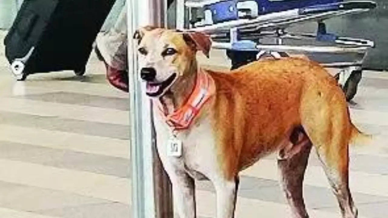 Aadhaar card issued to dogs here, know what is the whole matter?