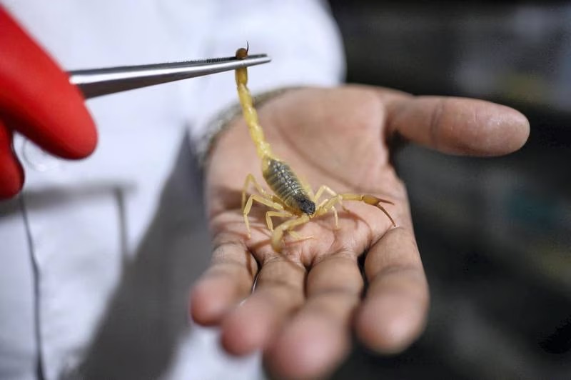 Here the scorpions are farmed, reared, then killed and such work done