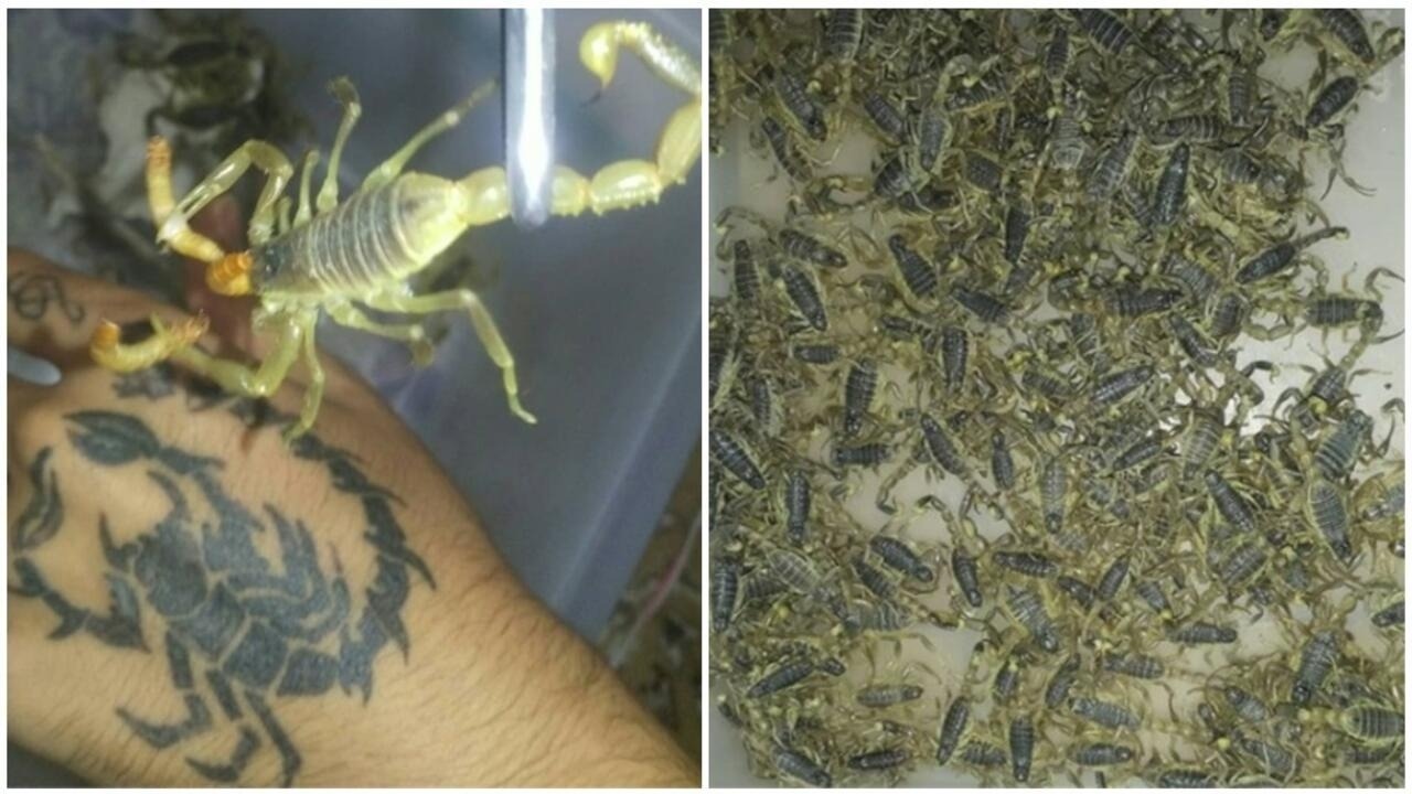 Here the scorpions are farmed, reared, then killed and such work done