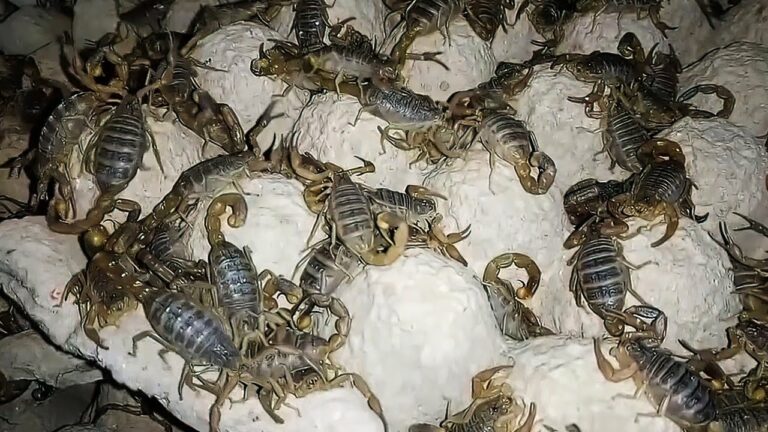 Here the scorpions are farmed, reared, then killed and such work done
