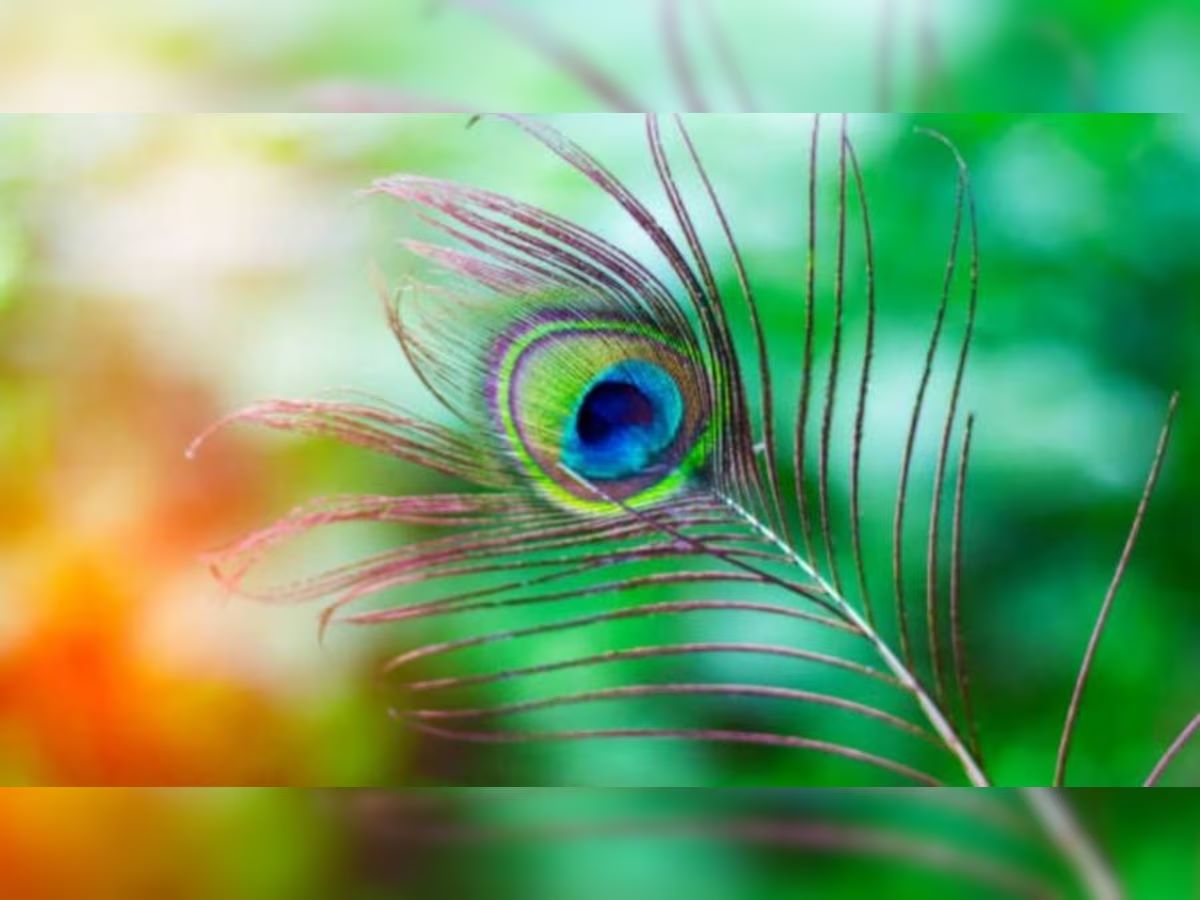 Plant peacock feathers in this direction of the house, Rahu will get rid of dosha, happiness and prosperity will stay in the house