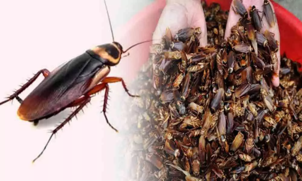 cockroaches-are-farmed-here-know-what-happens-to-them-this-will-shock-you