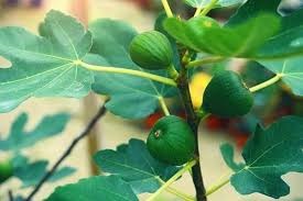 Plant even one of these plants in the lawn, Maa Lakshmi will always be there in the house, you will get immense happiness and prosperity