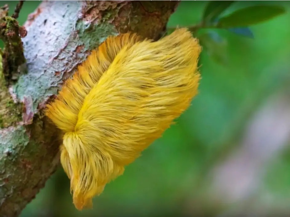 If these insects are seen even from a distance, run away quickly, if bitten, death may occur