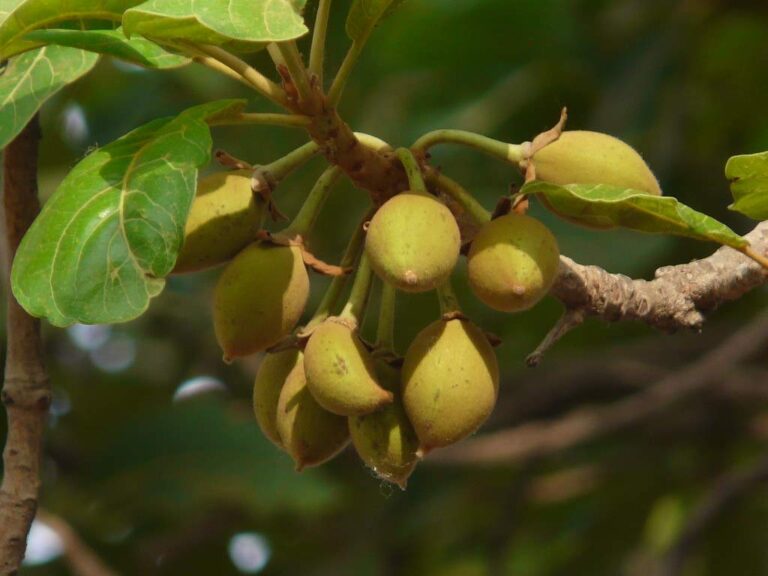 Mahua is beneficial in these 4 diseases ranging from weakness of nerves to arthritis