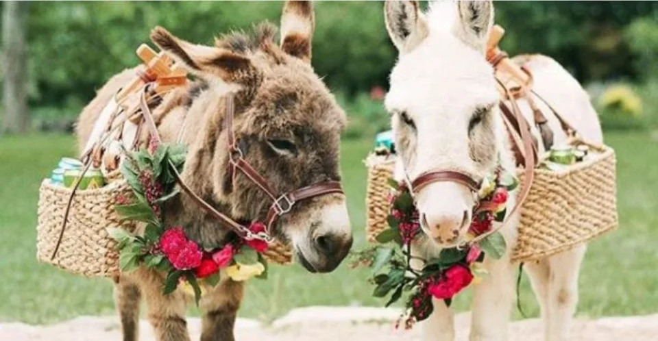 Fun for donkeys too! Garlands are being worn and sweets are being fed, you will also be surprised to know the reason