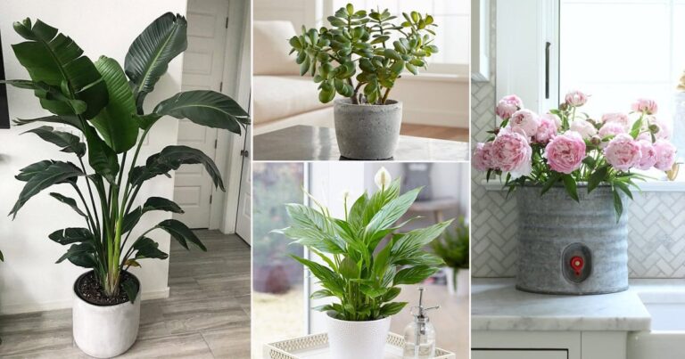 Plant these trees and plants in your home according to your zodiac sign, you will get relief from horoscope related doshas