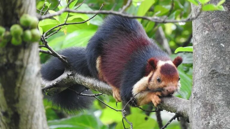 'World's Largest Squirrel' Found in India, About the Size of a Rabbit, Do You Know the Name?