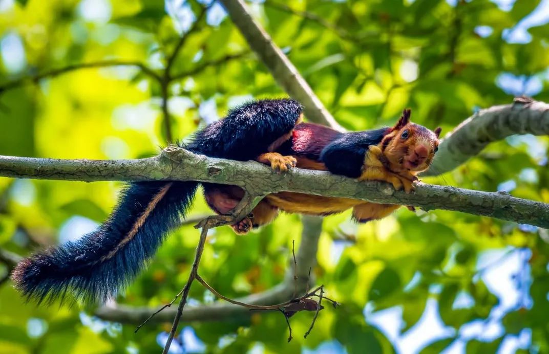 'World's Largest Squirrel' Found in India, About the Size of a Rabbit, Do You Know the Name?