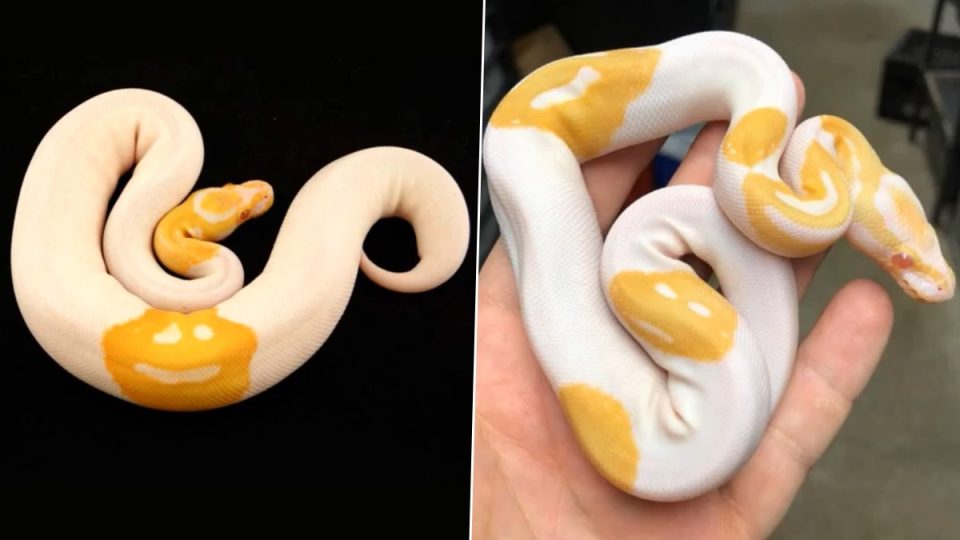 Very amazing, unique and rare, this python has a smiley face emoji on its body!