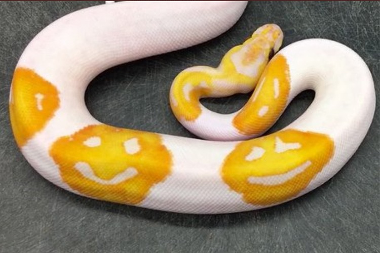 Very amazing, unique and rare, this python has a smiley face emoji on its body!