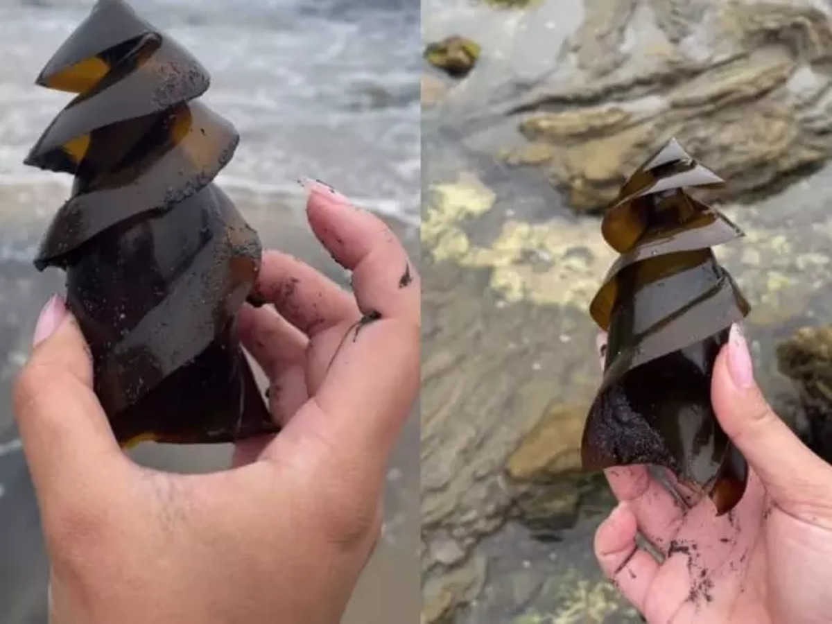 Have you ever seen a shark egg? Masoom came to the beach separated from Ma, recorded a very rare video