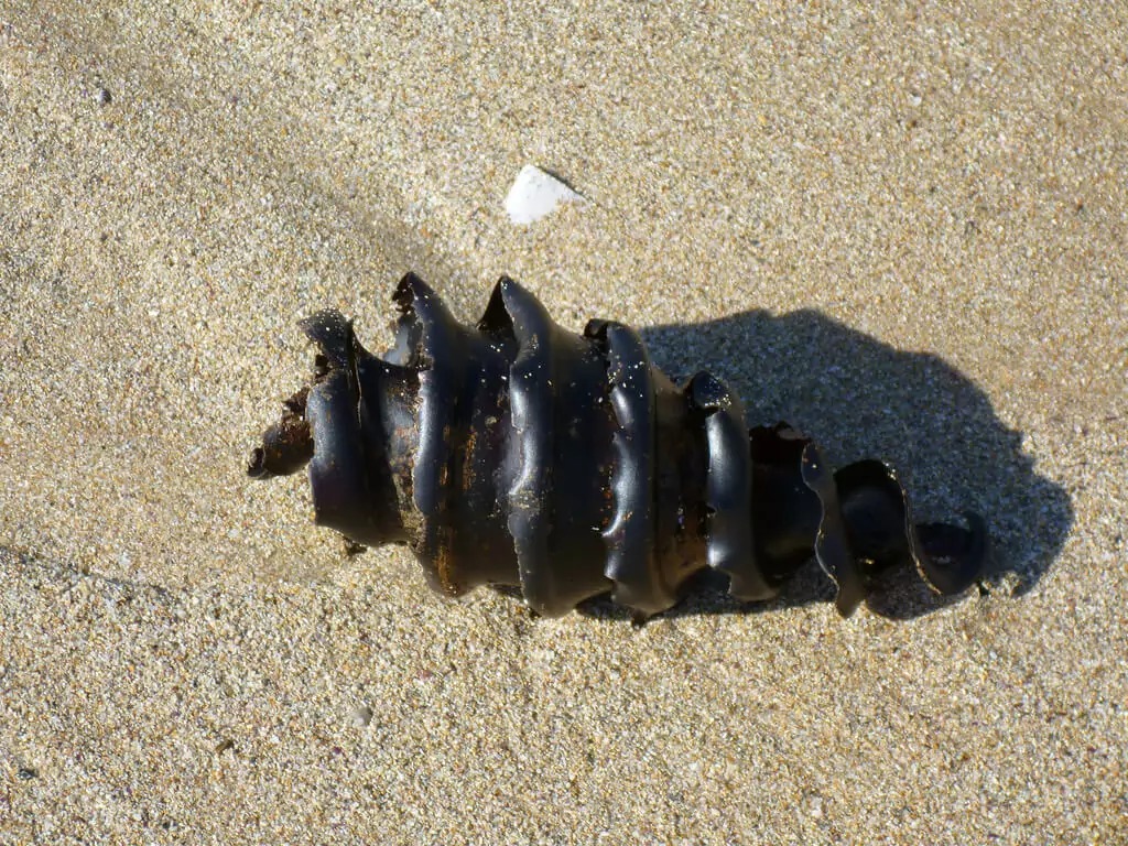 Have you ever seen a shark egg? Masoom came to the beach separated from Ma, recorded a very rare video