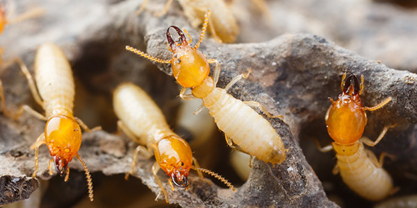 Termites built a mega city as big as Britain, compared to which every human city is small, even scientists are surprised!