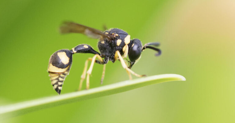 Stay away from this poisonous wasp, even a bite can give paralyzing pain! Scientists have warned