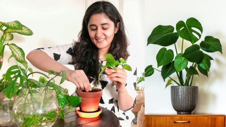 Plant money plant like this in the house and you will get happiness, peace and prosperity, planting these 3 plants together will remove all problems.