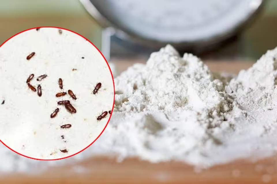 Follow these tricks to avoid pests in flour, semolina and gram flour