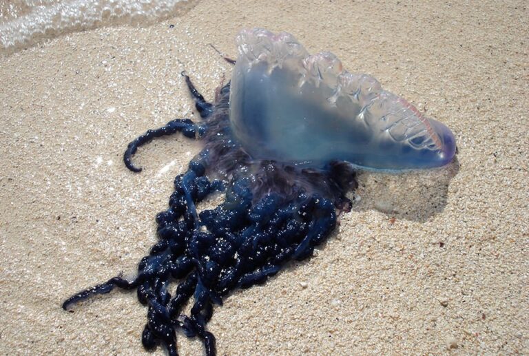 This thing that looks like a balloon is very dangerous, even if you touch it, understand that Yamaraj's oil has arrived!