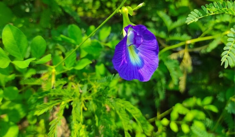 Plant this miraculous plant in this direction of the house, luck will shine, all kinds of financial problems will be removed.