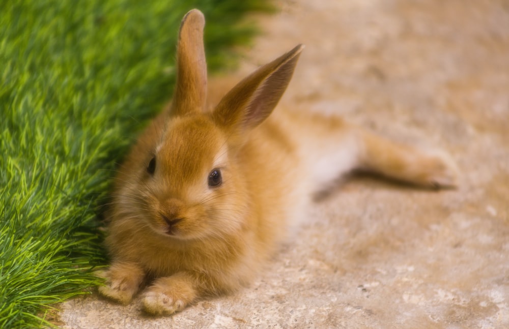 24 rabbits came as a gift, then took over the whole country! Human life became miserable
