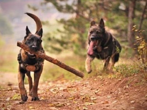 Indian dog breeds will soon be deployed in police duty, Home Ministry orders