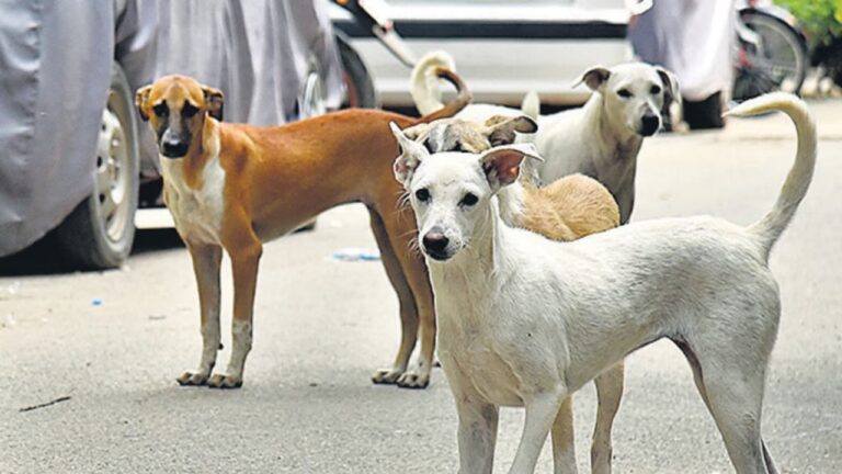 Gujarati News, Latest News, national news, street dogs, congress