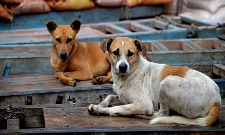 Strange scam in Surat! 2700 stray dogs found in survey, corporation sterilized 30 thousand, figures revealed in RTI