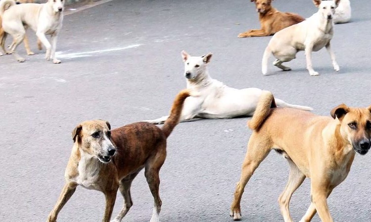 Strange scam in Surat! 2700 stray dogs found in survey, corporation sterilized 30 thousand, figures revealed in RTI