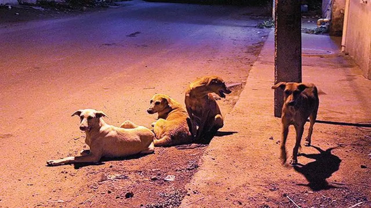 Strange scam in Surat! 2700 stray dogs found in survey, corporation sterilized 30 thousand, figures revealed in RTI