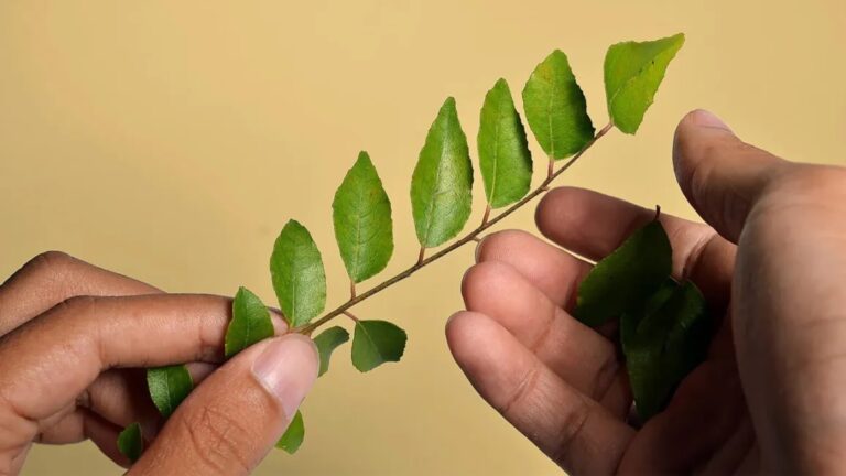 Is it okay to eat curry leaves daily? Know its benefits and the right amount to eat it