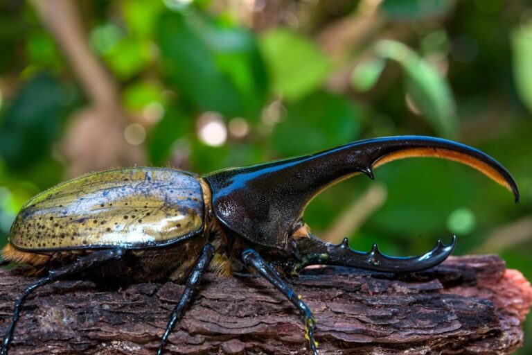 World's largest flying insect, can lift hundreds of times its weight, sounds like a drone!