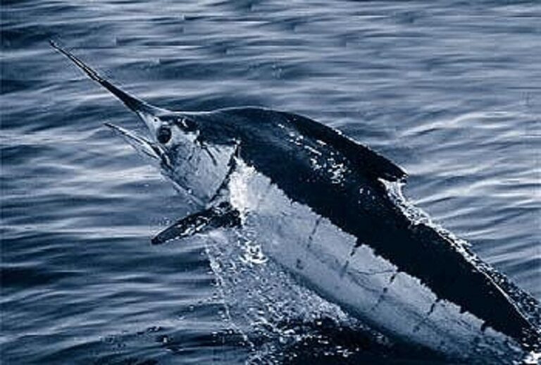 This is the fastest fish in the world, its speed is so fast that it can even beat a sports car, its jaw is like a 'sword'!