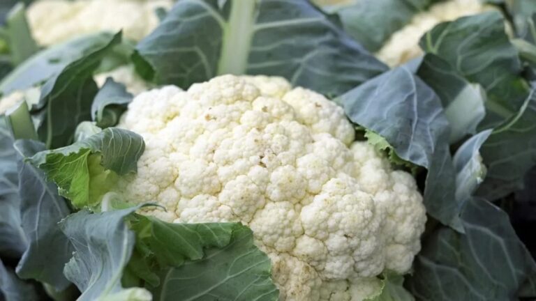 Don't throw away the cauliflower stalks, do the job