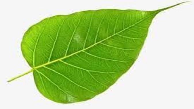 Change your luck with peepal and betel leaves and do this remedy for happiness and prosperity
