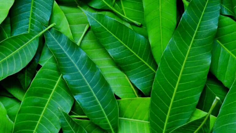 Get relief from debt problem, just do this mango leaf remedy