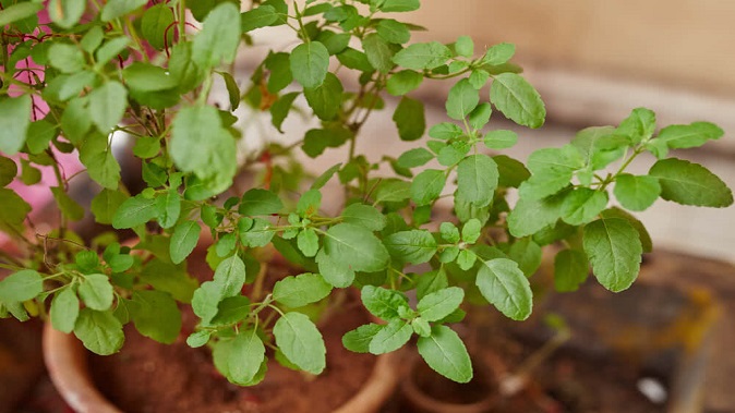 When does Kharmas start? Know these rules of Tulsi Puja
