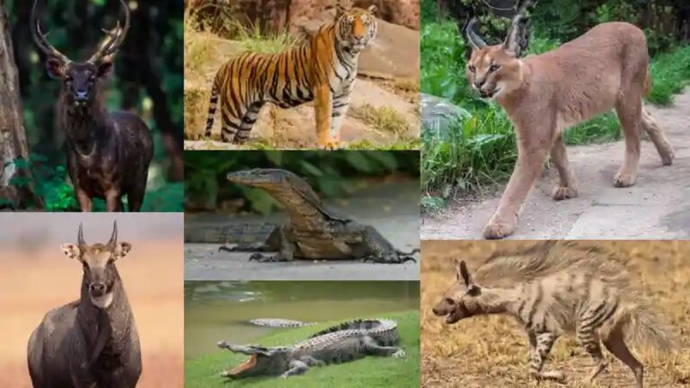 For nature lovers, these wildlife sanctuaries are very nice, you will get a lot of fun