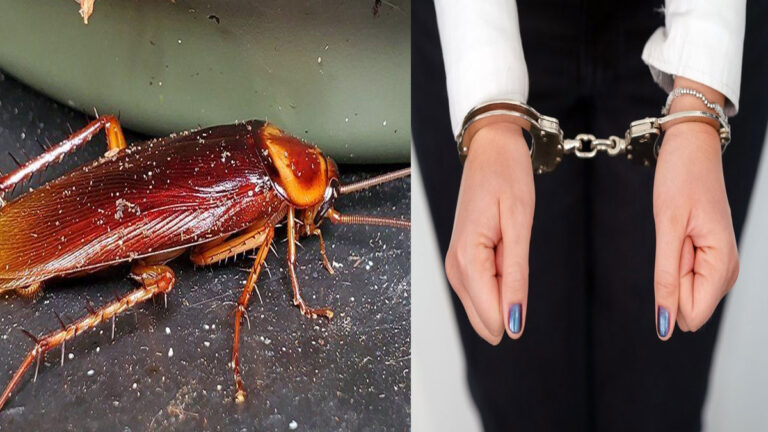 Cockroach found in house, woman arrested, see what is the whole case