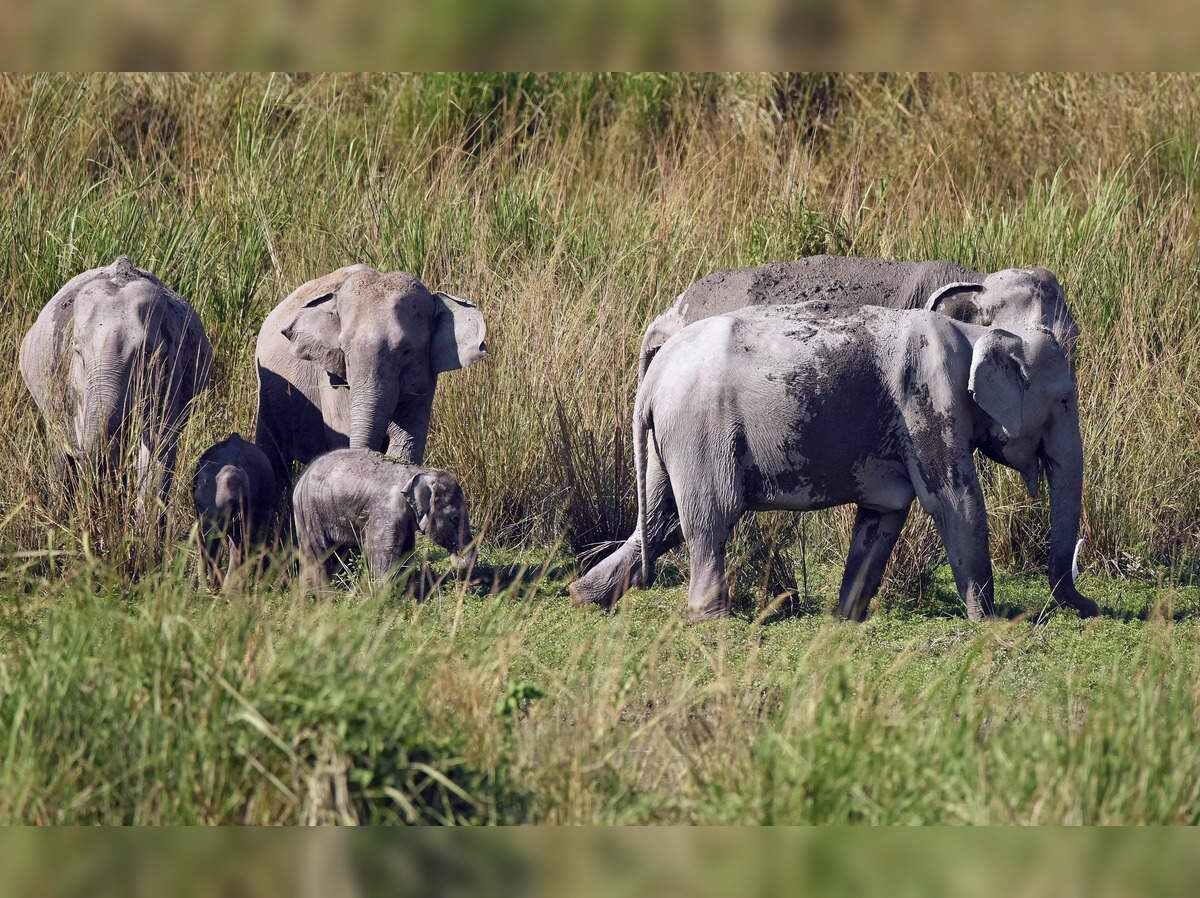 Kaziranga National Park: Kaziranga National Park is becoming people's choice, 3.27 lakh tourists have come so far this year.