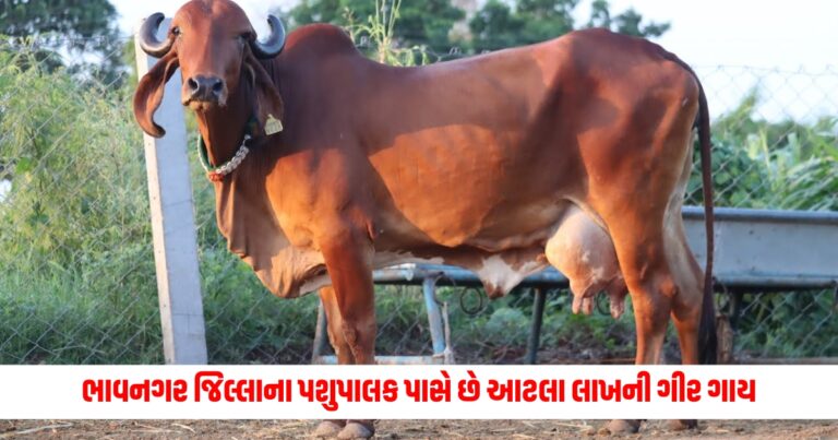A cattle herder in Bhavnagar district owns a Gir cow worth lakhs of rupees and earns lakhs of rupees.