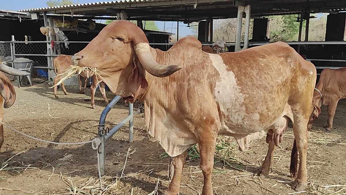 A cattle herder in Bhavnagar district owns a Gir cow worth lakhs of rupees and earns lakhs of rupees.